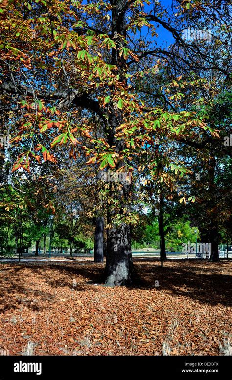 Paris, France - Chestnut Tree, in "Bois de Vincennes", Autumn Scenic ...