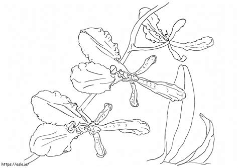 Printable Orchid coloring page