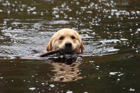 Golden retriever swimming. stock image. Image of retriever - 102498477