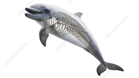 Dolphin's skeletal system, illustration - Stock Image - F038/3897 ...