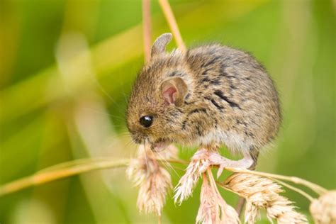 Field Mice - Action Pest Control Services