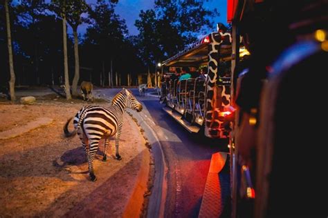 Chiang Mai Night Safari offers free admission July 1-15 - Pattaya Mail