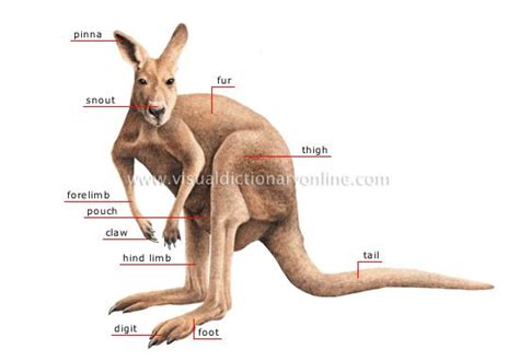 Morphology of a Kangaroo | Kangaroo, Mammals, Mammals activities