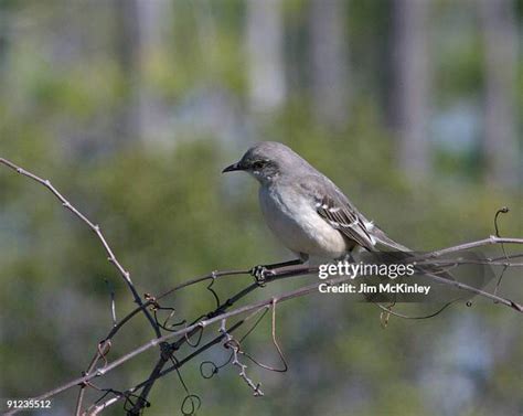 78 Florida Mockingbird Stock Photos, High-Res Pictures, and Images ...