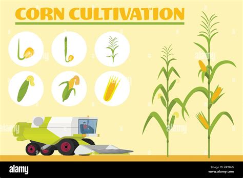 Corn Development Stages