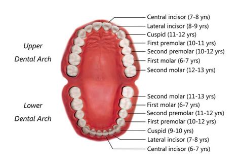 Permanent Teeth Eruption Timetable • SORIdent