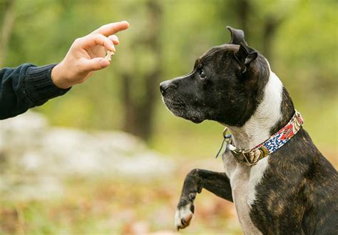 Force Free Dog Training Techniques: Tips from an Expert