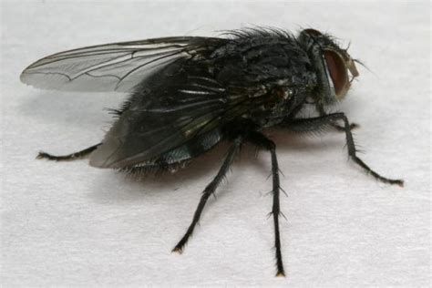 How To Keep Black Flies Away - The Tick and Mosquito Project