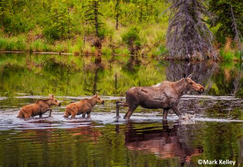 Moose Family, Denali National Park, Alaska #3027 | Mark Kelley