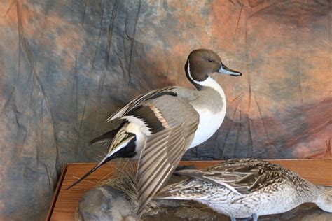 Puddle Ducks | Waterfowl Artistry