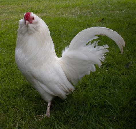 Pekin Bantam For Sale | Chickens | Breed Information | Omlet