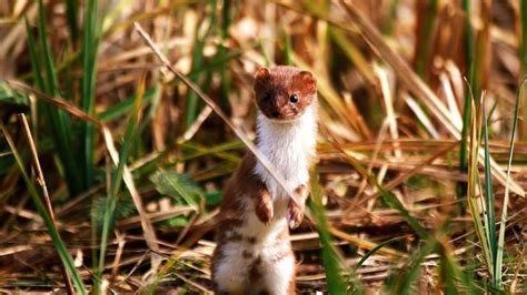 Weasel Facts, Types, Diet, Reproduction, Classification, Pictures