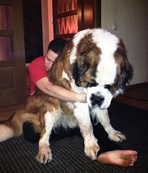 31 Super-Sized Dogs Who Still Think They're Puppies