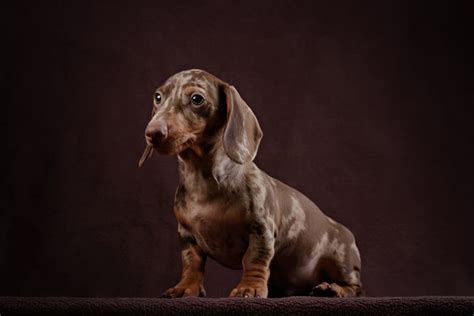 Dapple Dachshund: All You Need to Know about Dapple Doxie - K9 Web