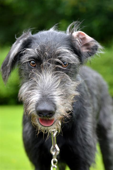 This is Oliver, My lurcher puppy! • /r/aww | Lurcher, Puppies, Irish wolfhound dogs