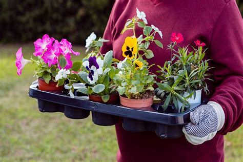 Winter Pansies: How To Grow and Care Guide | Garden Benches Blog