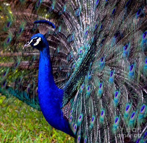 Peacock Dancing Photograph by Pravine Chester