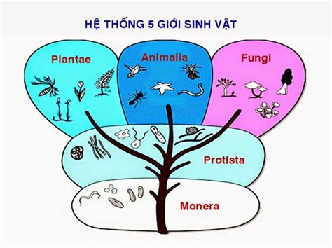 Giới sinh vật là gì? Phân chia giới sinh vật như thế