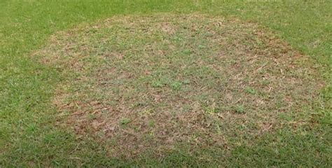 Bermuda Grass Diseases - Grass Killer