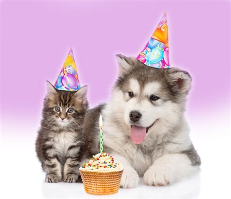 Dog and Pet Portrait Photography Backdrop | Happy birthday cat images ...