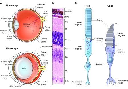 Structure of the human and mouse eye. (A) Schematic cross-sections of the human and mouse eye ...