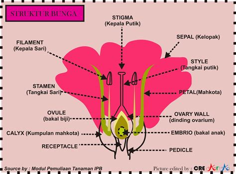 Gambar Struktur Bunga Lengkap Dan Fungsinya Keyboard Symbols - IMAGESEE