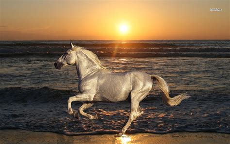 Horses on the Beach Wallpaper - WallpaperSafari