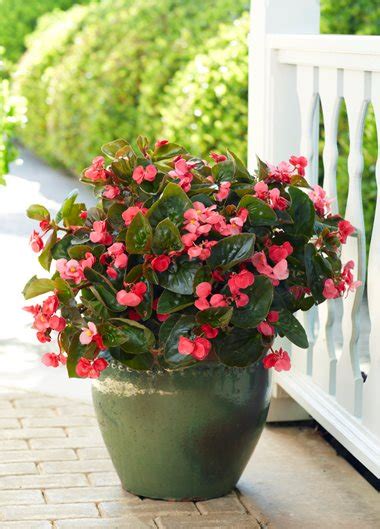 Best Shade Plants for Pots & Shade Container Ideas | Garden Design