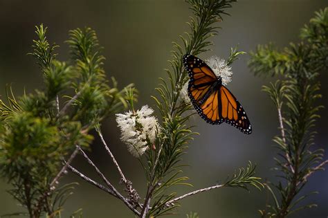 Monarch Butterfly Open Wing Photograph by Shawn Jeffries - Pixels