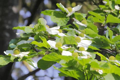 White Magnolia Tree Flowers Stock Image - Image of pedals, blossom: 70886263