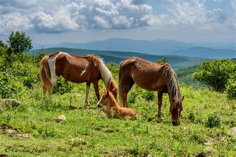 Many Wonders of Grayson Highlands State Park