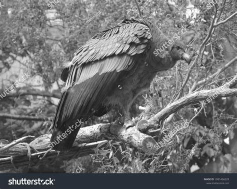 Vulture Bird Prey 2 Types Vultures Stock Photo 1981466528 | Shutterstock