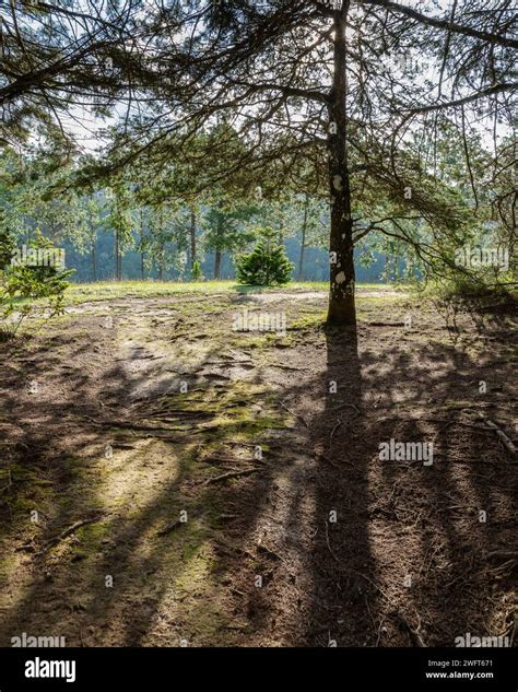 Trees and plants in a rainforest in southeastern Brazil Stock Photo - Alamy