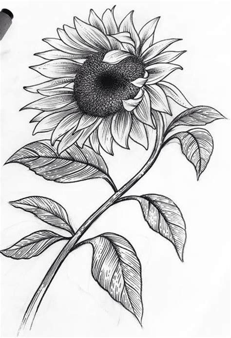 La flor del jirasol | Sunflower drawing, Pencil drawings of flowers ...