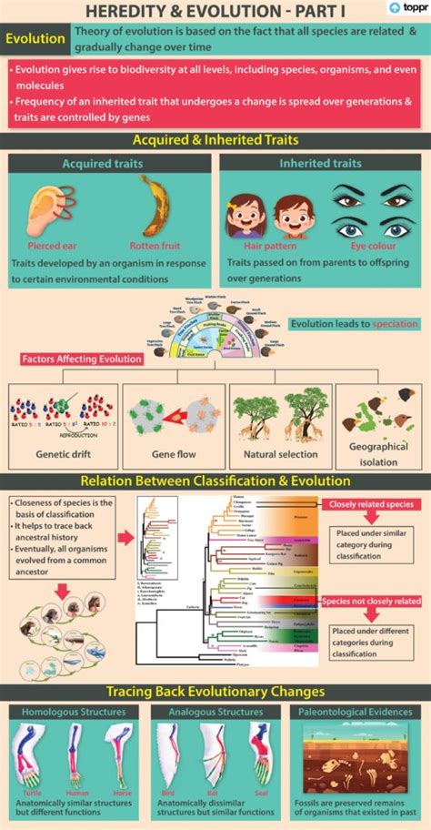 Evolution: Speciation, Human Evolution, Concepts, Examples and Videos