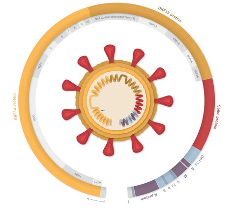 Inside the B.1.1.7 Coronavirus Variant - The New York Times