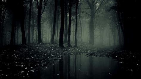 Dark Forest Trees Fog Lake Dark Theme HD Dark Theme Wallpapers | HD ...