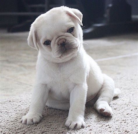 White pug | Baby pugs, Puppies, Cute pug puppies