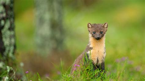 Woodland Animals - British Species - Woodland Trust