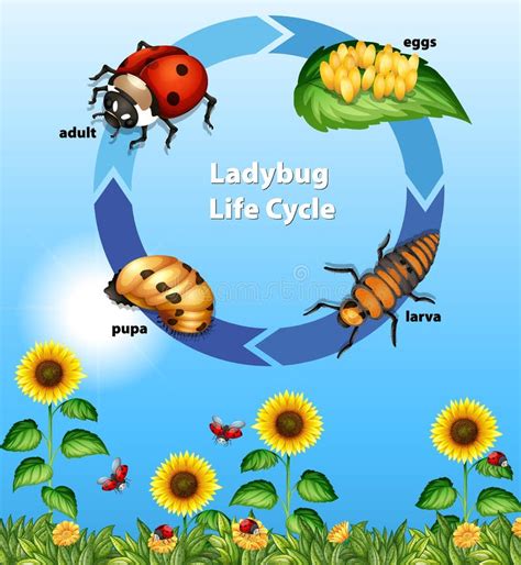 A Ladybug Life Cycle