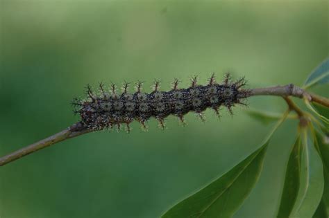 Unleashed: Get ready for the return of stinging caterpillars - [225]