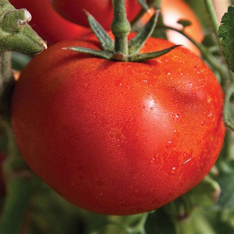 Early Girl Hybrid Tomato, Slicers and Beefsteaks: Horticultural Products & Services