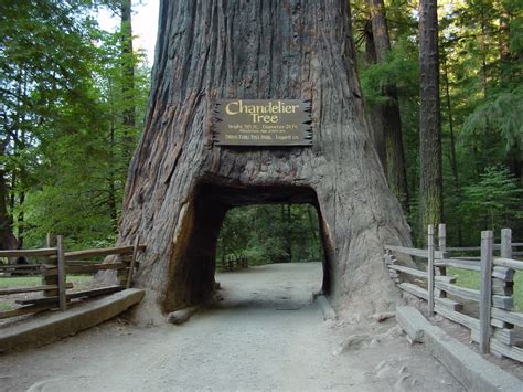 Wallpapers Unlimited: Redwood National Park, California