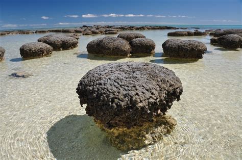 Morphology - Stromatolites