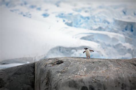 Penguin in Its Natural Habitat in Antarctica Stock Photo - Image of ...