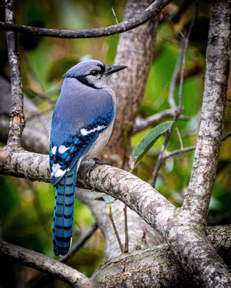 14 Beautiful Canadian Birds To Watch This Year - Icy Canada