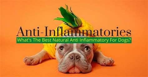 Anti Inflammatory For Dogs - Best K9 Pain Reliever?