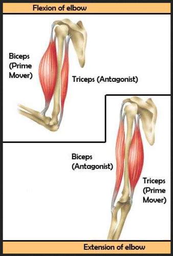 IMPORTANT MUSCLE TERMINOLOGY Contractions, Agonist/Antagonist, Synergist: Stabilizers ...