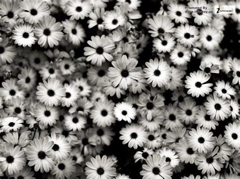 Black And White Daisy Tumblr Wallpapers - Wallpaper Cave