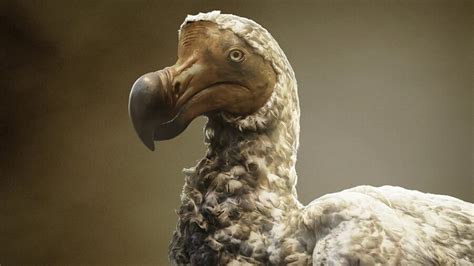 Dodo Resurrection Looking Even More Possible | GIANT FREAKIN ROBOT